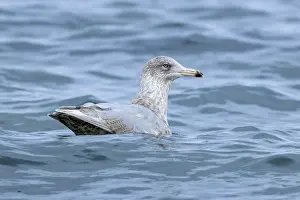 Empty Natural Environment Drucke: Ice gull, Larus hyperboreus
