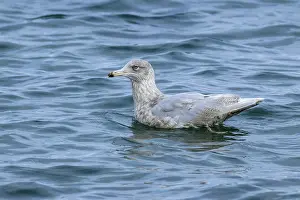 Seagulls In Nature Drucke: Ice gull, Larus hyperboreus