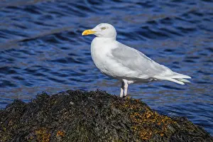 Wildlife Photography Waterfowl Drucke: Ice gull, Larus hyperboreus