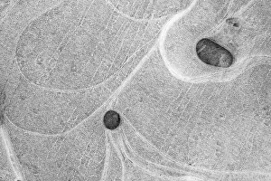 Wavy Ice Structure Drucke: Ice patterns in a puddle, Hesse, Germany