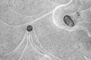 Frozen Surface Texture Drucke: Ice patterns in a puddle, Hesse, Germany