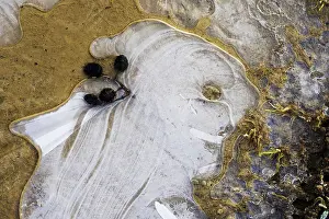 Ice Structures In Puddle Drucke: Ice structures in a puddle, air pockets in the ice