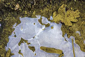 Hesse Germany Winter Scene Drucke: Ice structures in a puddle, Hesse, Germany