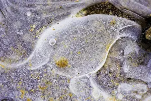 German Winter Landscapes Drucke: Ice structures in a puddle, Hesse, Germany