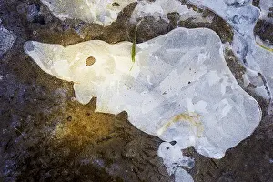 Ice Structures Germany Drucke: Ice structures in a puddle, Hesse, Germany