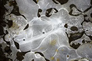 Ice Structures Germany Drucke: Ice structures in a puddle, Hesse, Germany