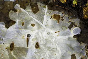 Frozen Puddle Europe Drucke: Ice structures in a puddle, Hesse, Germany