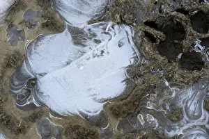 Hesse Germany Winter Scene Drucke: Ice structures in a puddle, Hesse, Germany