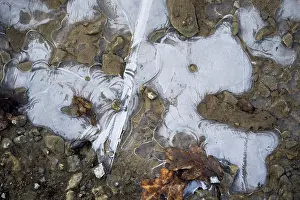 Ice Structures Germany Drucke: Ice structures in a puddle, Hesse, Germany