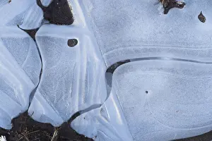 Central Europe Winter Scene Drucke: Ice structures in a puddle, Hesse, Germany