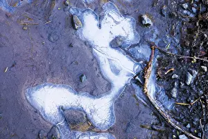 Central European Winter Scene Drucke: Ice structures in a puddle, Hesse, Germany