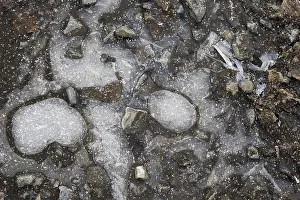 Winter Scene Germany Drucke: Ice structures in a puddle, Hesse, Germany