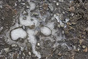 Frozen Patterns Europe Drucke: Ice structures in a puddle, Hesse, Germany