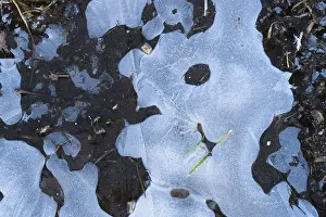 Ice Structures Germany Drucke: Ice structures in a puddle, Hesse, Germany