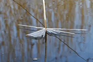 Peene Valley River Landscape Nature Park Drucke: Ice structures on a reed blade in spring