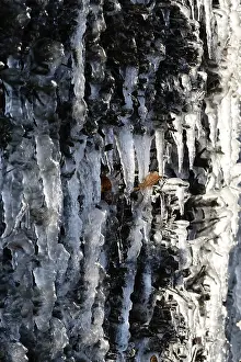 Wintry Germany Drucke: Ice, Winter, Germany