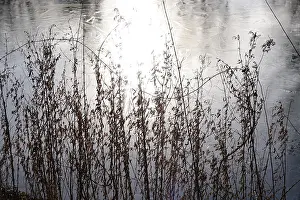 Wintry Germany Drucke: Ice, Winter, Germany