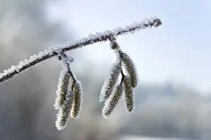 Ice Crystal Formation Drucke: Iced branch
