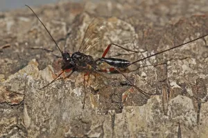 Ichneumon Wasp Drucke: Ichneumon wasp