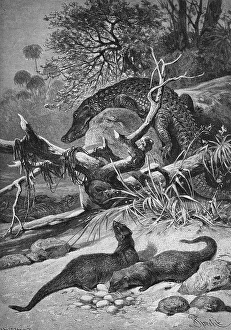Wood Engraving 1880 Drucke: Ichneumons stealing crocodile eggs