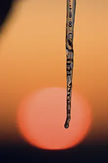 Frosty Winter Scene Drucke: Icicle in front of sunset