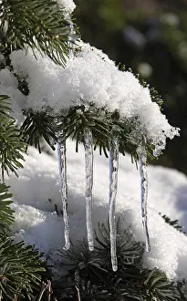 Central European Winter Drucke: Icicle, Winter, Germany
