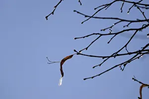 Central Europe Winter Scene Drucke: Icicle, Winter, Germany
