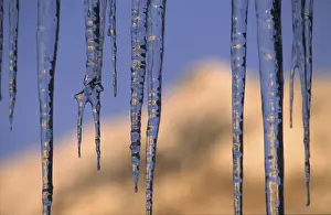 Frosty Winter Landscape Drucke: Icicle, Winter, Ice