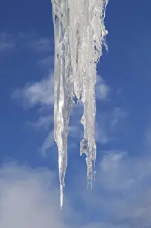 Frozen Winter Scene Drucke: Icicles