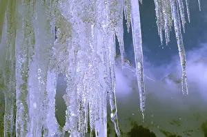 Frozen Winter Scene Drucke: Icicles