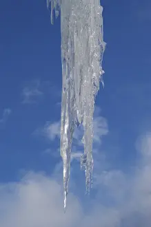 Icicle Close Up Drucke: Icicles