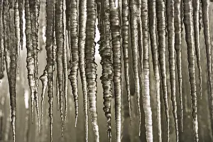 Winter Nature Scene Drucke: Icicles