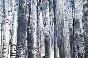 Close Up Icicle Detail Drucke: Icicles