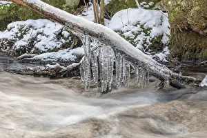 Alsace Travel Images Drucke: Icicles hanging from a branch above a stream