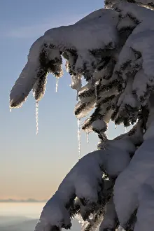 Deserted Winter Scene Drucke: Icicles in the back light, Icicles in the back light