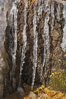Deserted Winter Scene Drucke: Icicles on a tree stump in sunshine