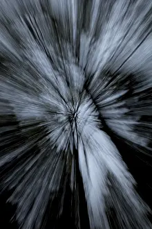 Northern Europe Nature Scenes Drucke: ICM Intentional camera movement of looking up into forest canopy