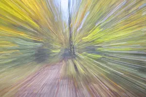 Bilder Datiert 20. Oktober 2024: Herbstlandschaft im Wald in verschiedenen Farben