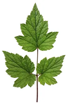 Isolated White Background Drucke: Ideal green leaf from three small leaflets