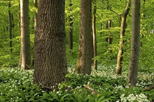 Northern Germany Forest Drucke: An idyllic deciduous forest in spring