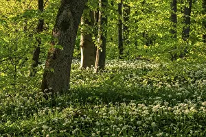 Lower Saxony Forest Landscape Drucke: An idyllic deciduous forest in spring