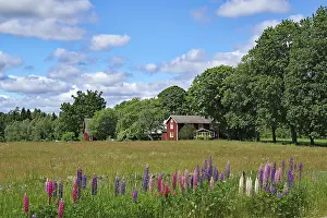 Swedish Countryside Drucke: Idyllic landscape with meadows