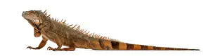 Mountainous Landscape Images Drucke: Iguana isolated on white