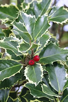 Middle Europe Flora Drucke: Ilex, March, Germany