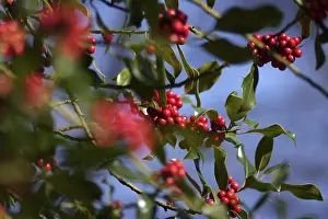 German Holly Drucke: Ilex, Winter, Germany