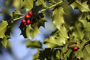 Winter Nature Germany Drucke: Ilex, Winter, Germany