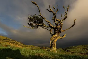 Solitary Tree Landscape Drucke: Illuminated old tree with dark thundercloud
