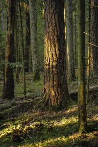 Evening Sunlight In The Black Forest Drucke: Illuminated tree in the evening sun in the Black Forest