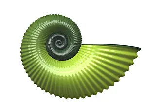 Muscheln Drucke: Eine Illustration einer schönen Muschel.