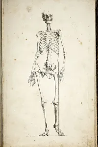Human Skeleton Drucke: Illustration of a human skeleton